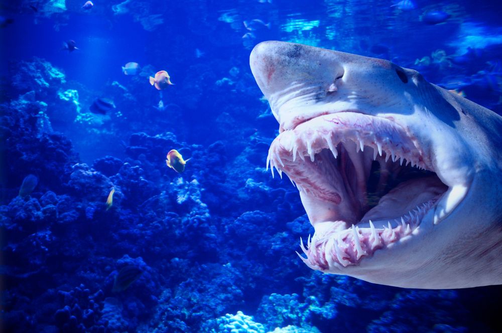 Early sharks with specialized teeth