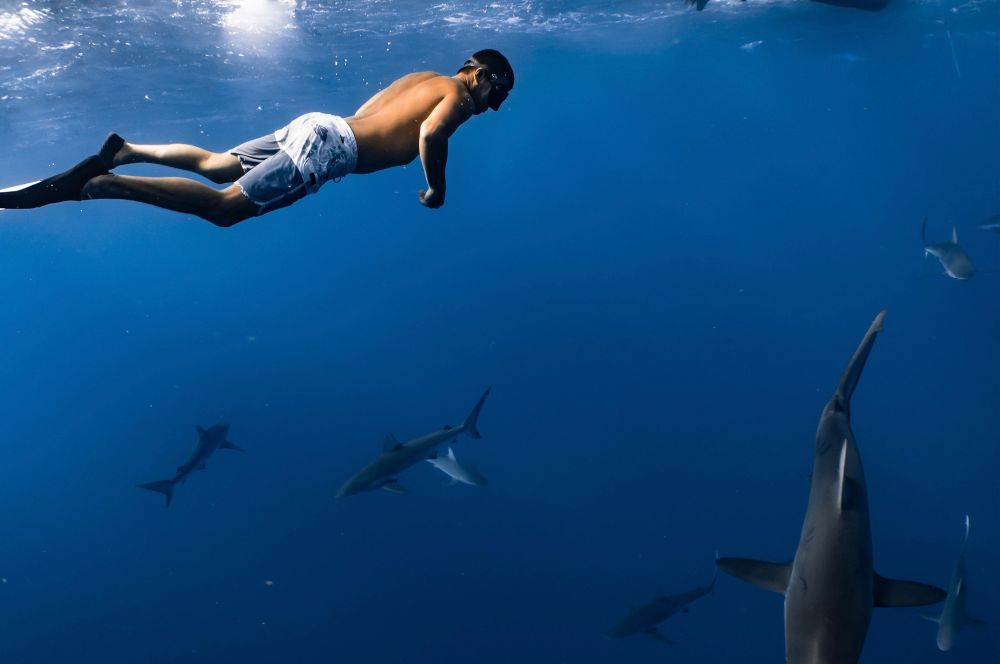 A man observing sharks while swimming