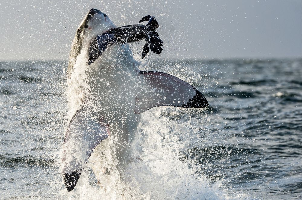 Understanding What Does Sharks Eat In The Ocean's Food Web