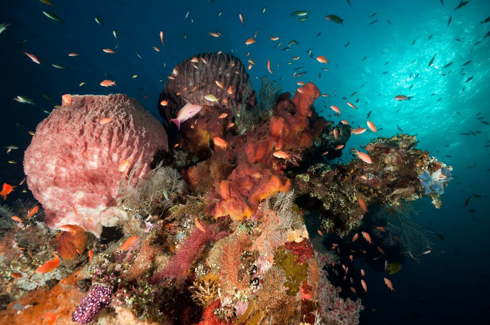 Exploring the Libity wrecks, reefs, and rich marine life of Bali, Indonesia