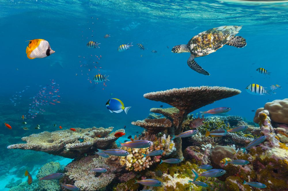 Colourful coral reef with diverse marine life