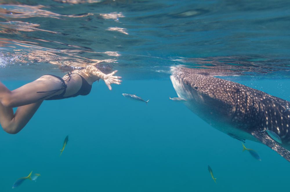 Snorkeler swimming with whale shark in Ningaloo Reef