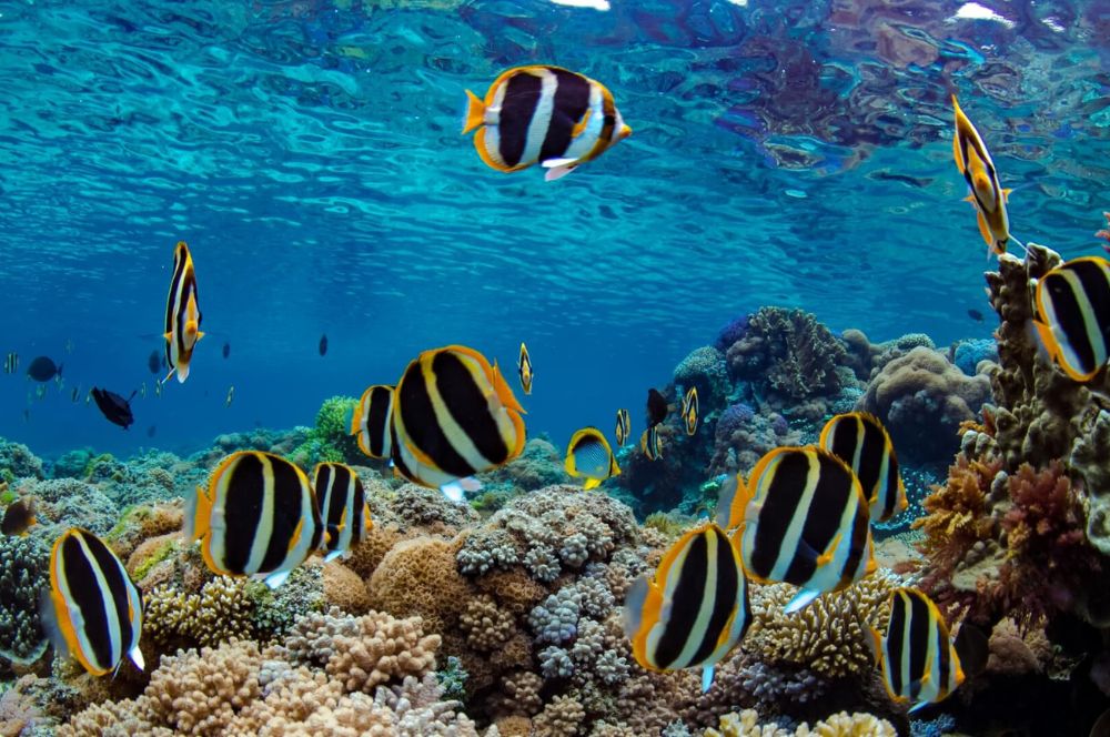 Diverse marine species in Lord Howe Island's coral reefs
