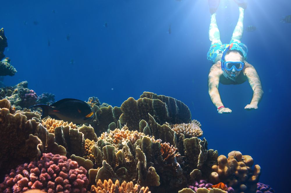 A person wearing scuba diving gear and exploring the underwater world