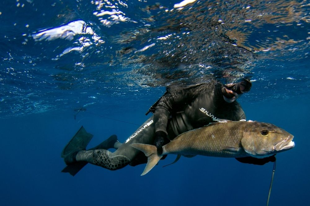 Can I spear while scuba diving in Sydney?