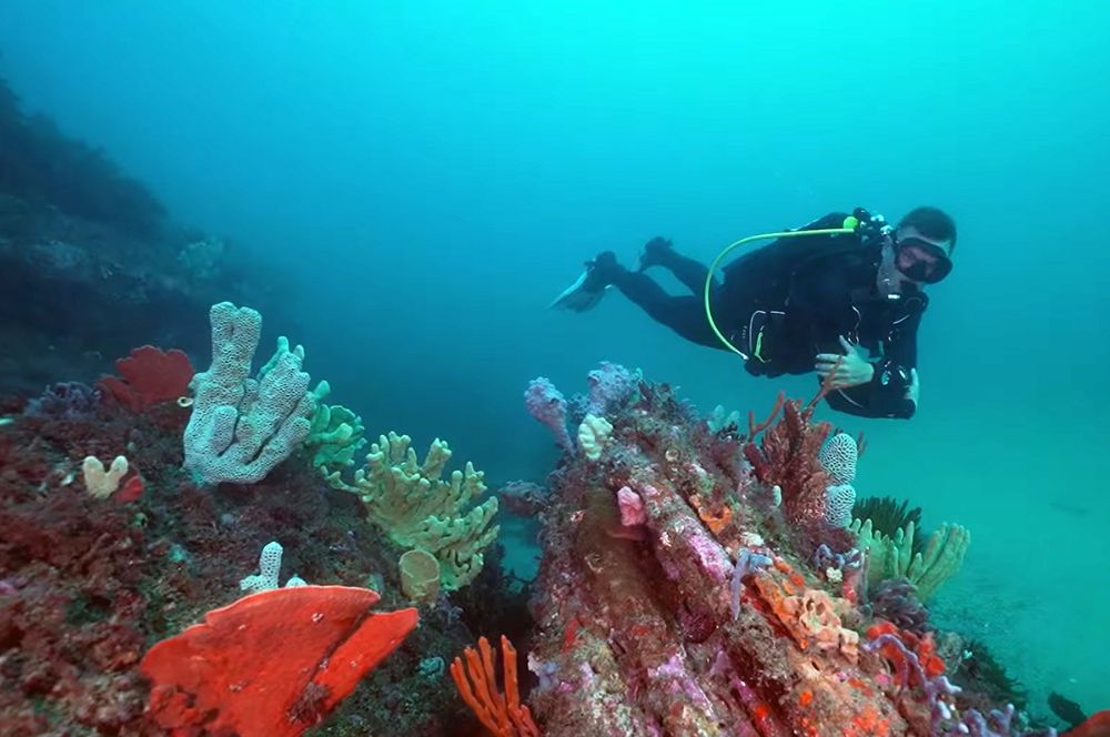 A scuba diver exploring the sponge gardens at Kurnell
