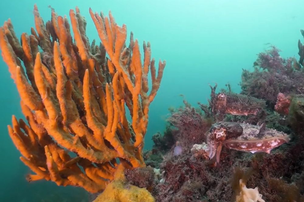 Diverse marine species thriving in sponge gardens