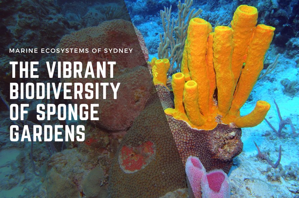 Discover Sydney's Underwater Rainforests: The Essential Role Of Sponge Gardens