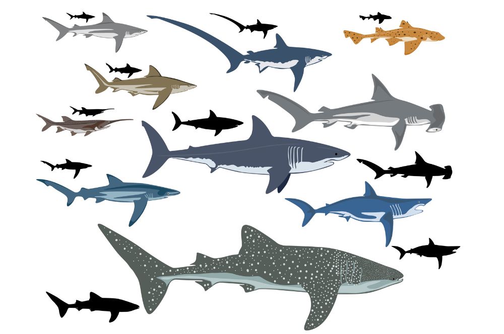 Illustration of various shark species swimming in the ocean
