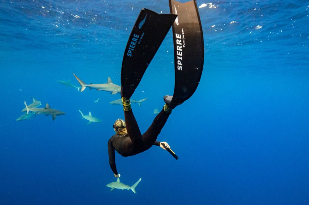 A hand held magnetic shark deterrent device in use underwater