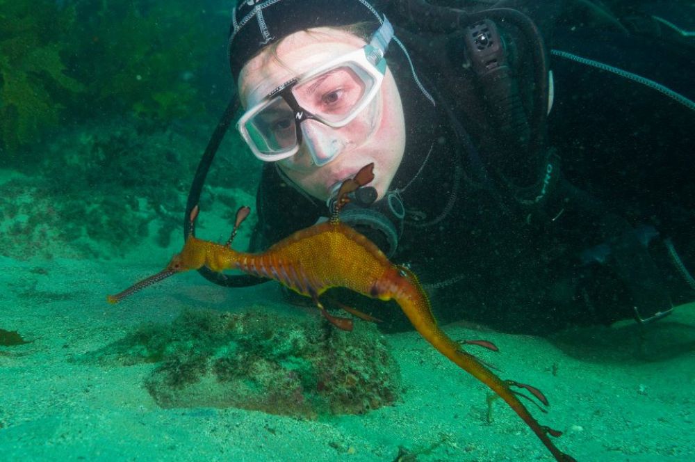 Divers exploring the underwater world of Sydney, encountering  a weedy sea dragon