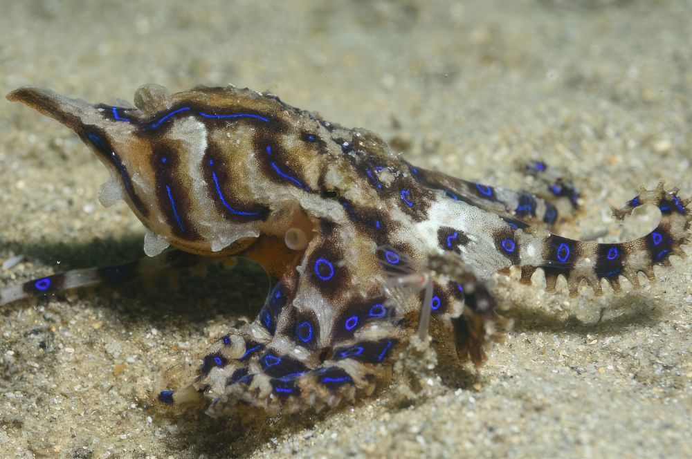 A blue-ringed octopus crawling across the sand