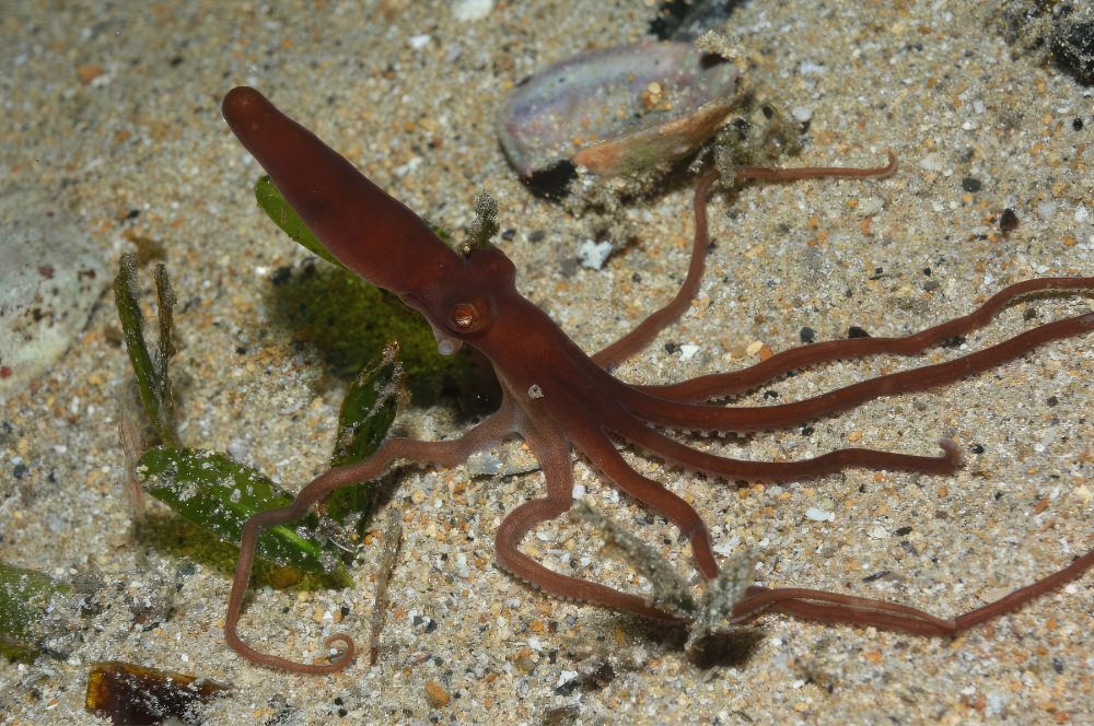 A southern Sand Octopus