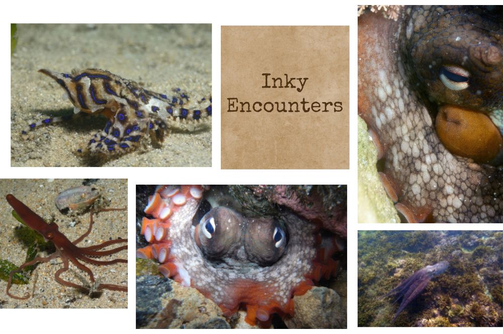 Inky Encounters | Diving with Sydney's…