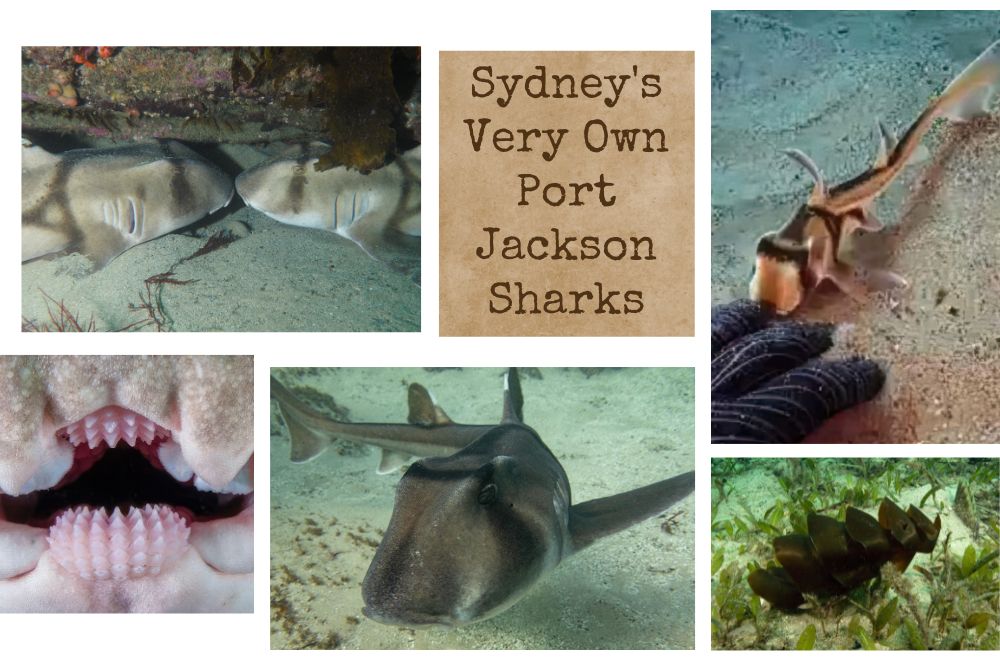 Unmasking The Mystery: Sydney's Very Own Port Jackson Sharks 
