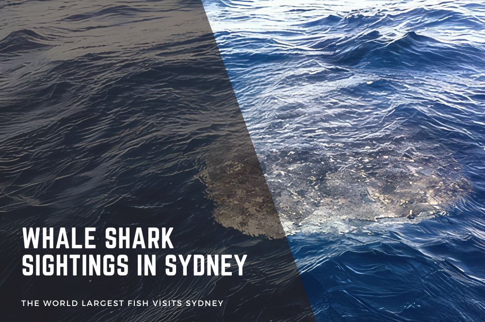 Whale Shark Sightings In Sydney