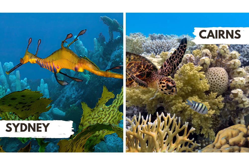 Diving in Sydney vs. Diving in the…