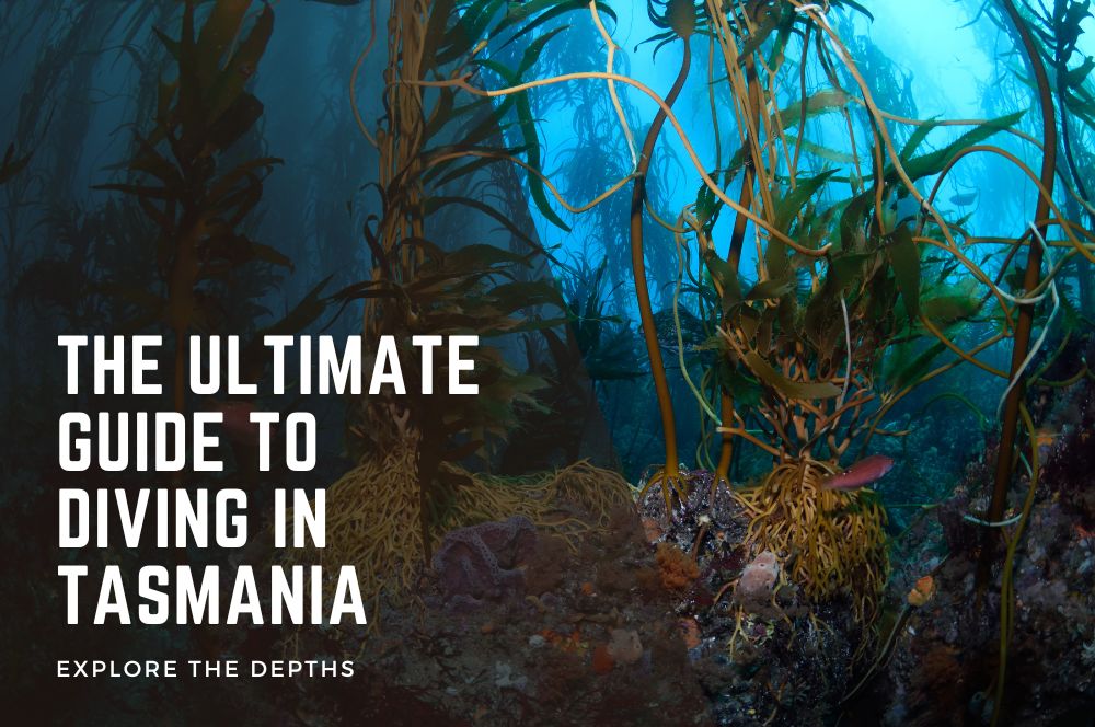 Explore The Depths: The Ultimate Guide To Diving In Tasmania