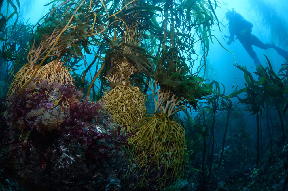 Giant Kelp Forest in Fortescue Bay