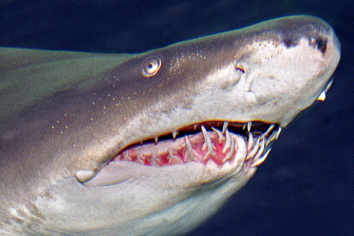 grey nurse shark Distinctive Teeth Structure 