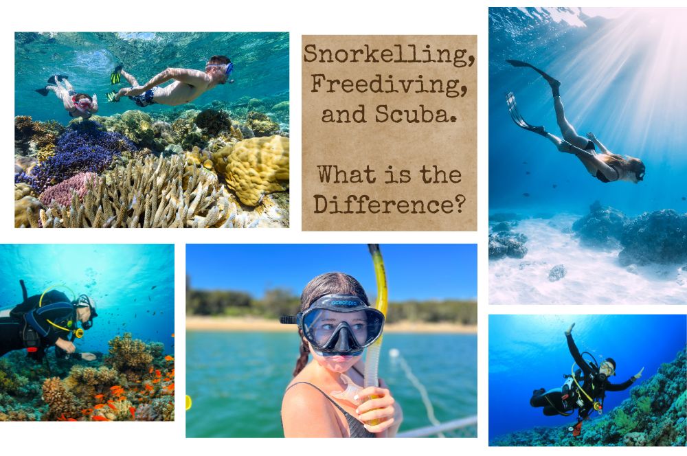 Free Diving vs Scuba Diving: Which Should I Choose?