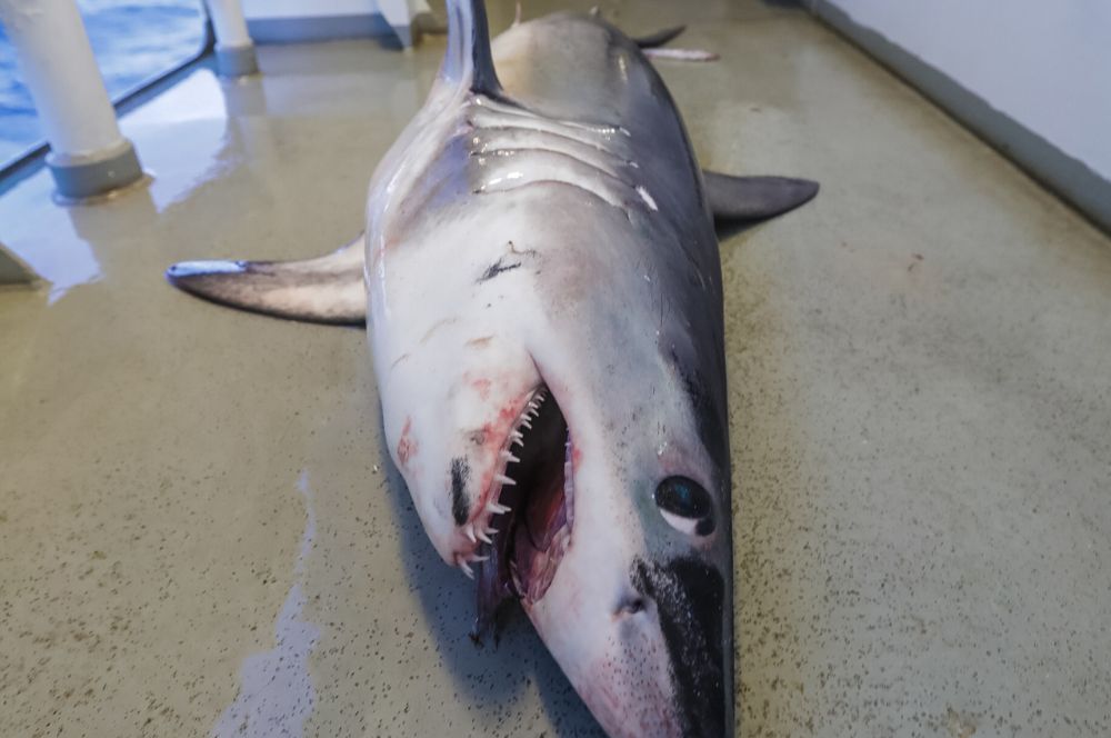 shark caught as a result of by-catch of fishing