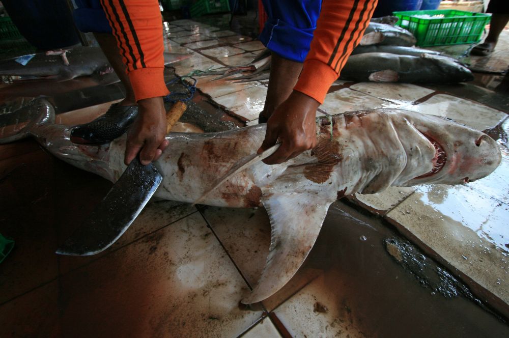 The cruel practice of shark finning