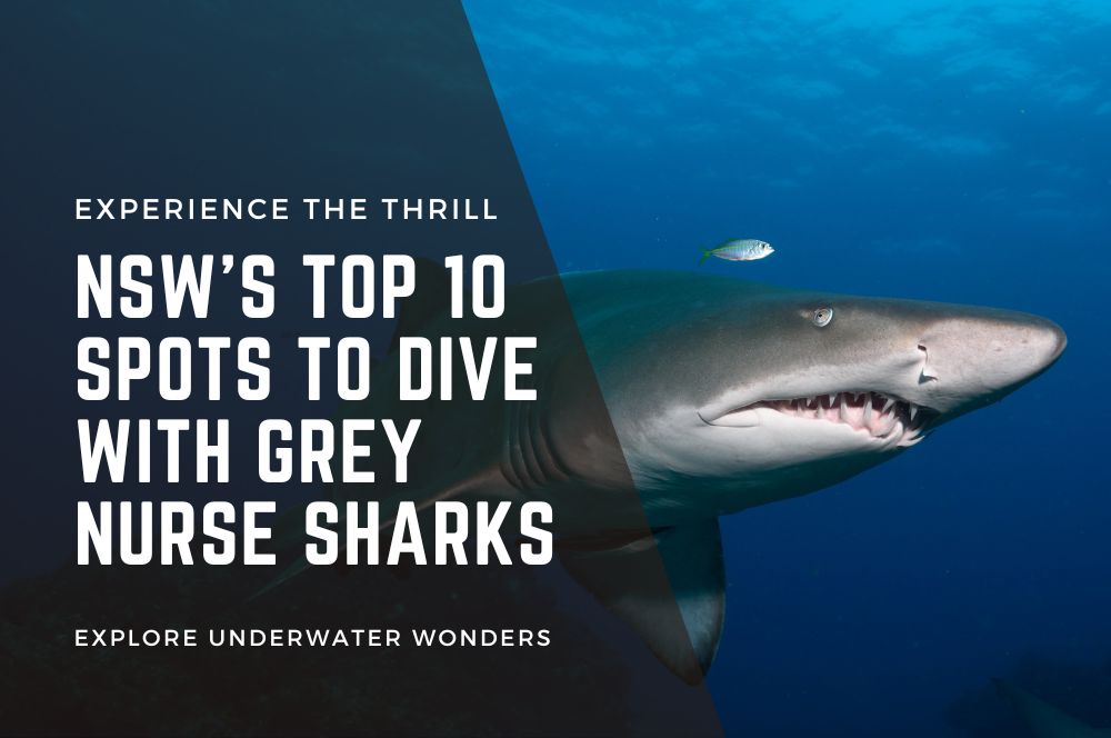 Nsw's Top 10 Spots To Dive With Grey Nurse Sharks | Experience The Thrill