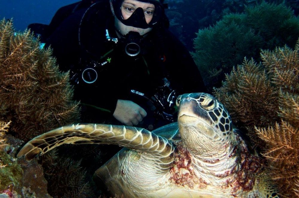 Turtle with scuba diver in Sydney