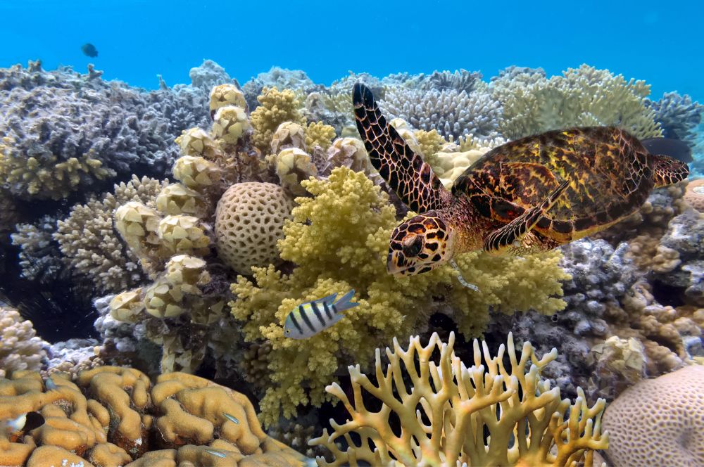 Underwater world with diverse marine life