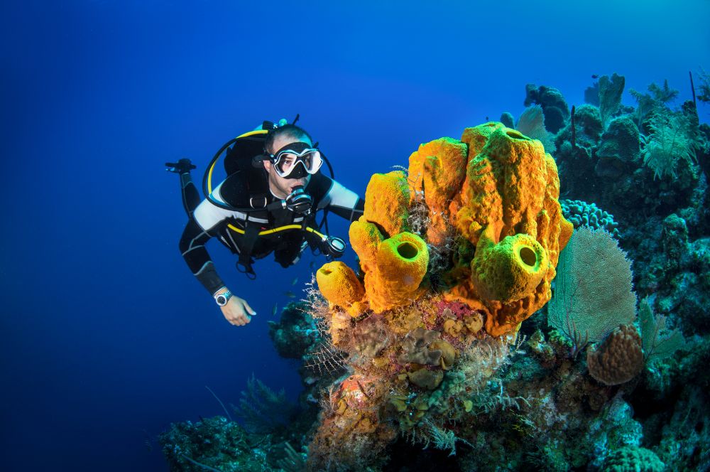 How Avelo's Dive Courses Revolutionize Scuba Diving For Beginners