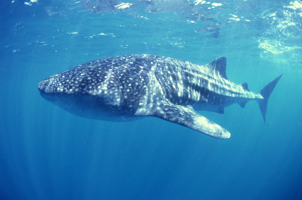Typical of whale sharks sighted at Ningaloo Reef