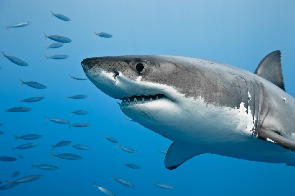 Great White Sharks Habitat | Great White Shark Facts
