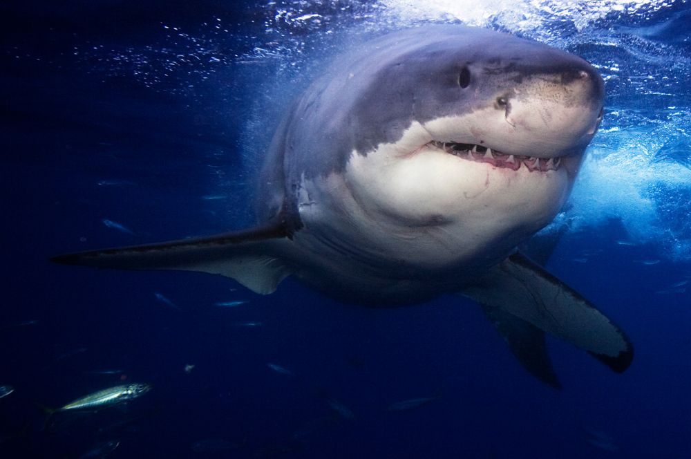Great white Shark