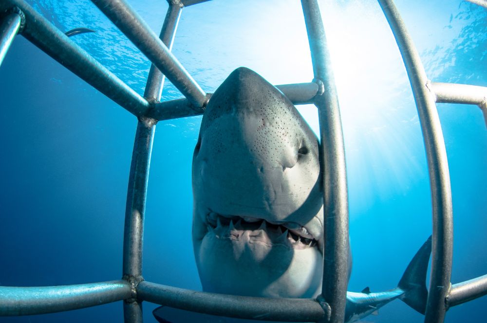 Cage diving with Great white sharks