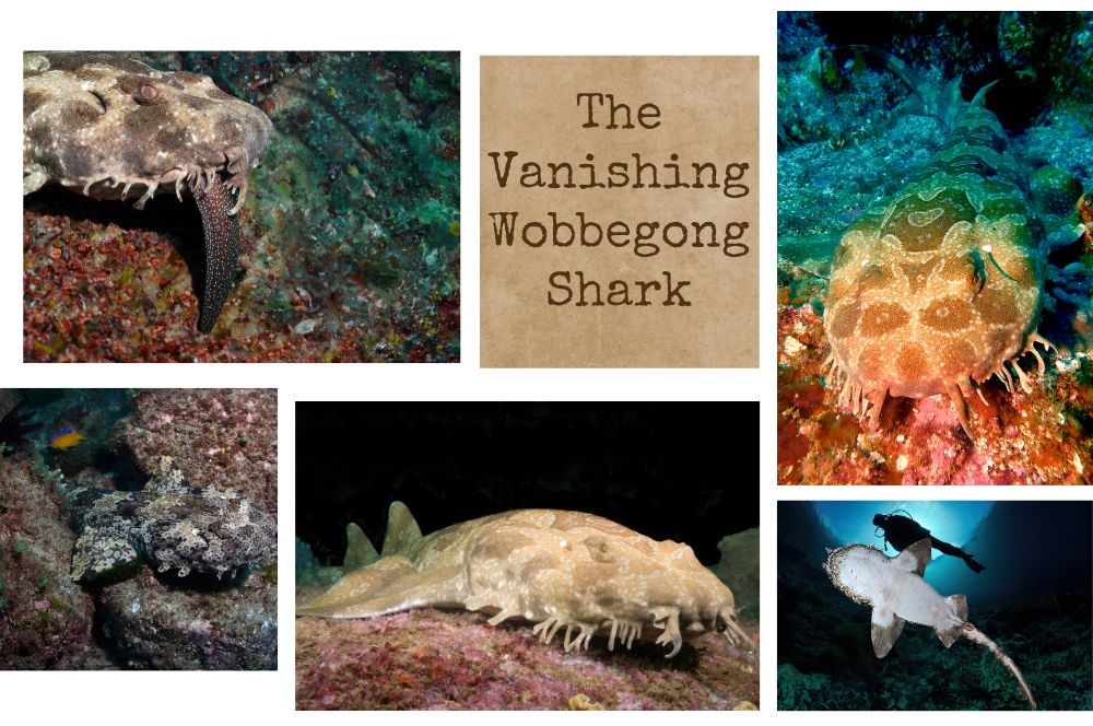 Exploring the Wobbegong Shark: A Dive…