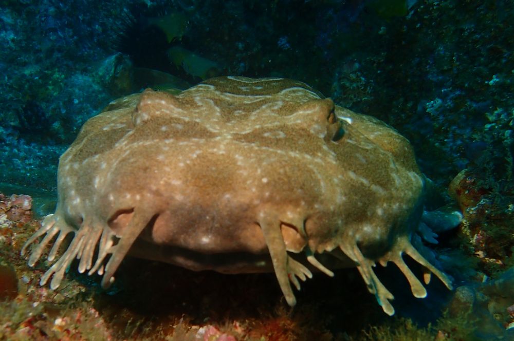 A grumpy wobbegong shark resting on the ocean floor