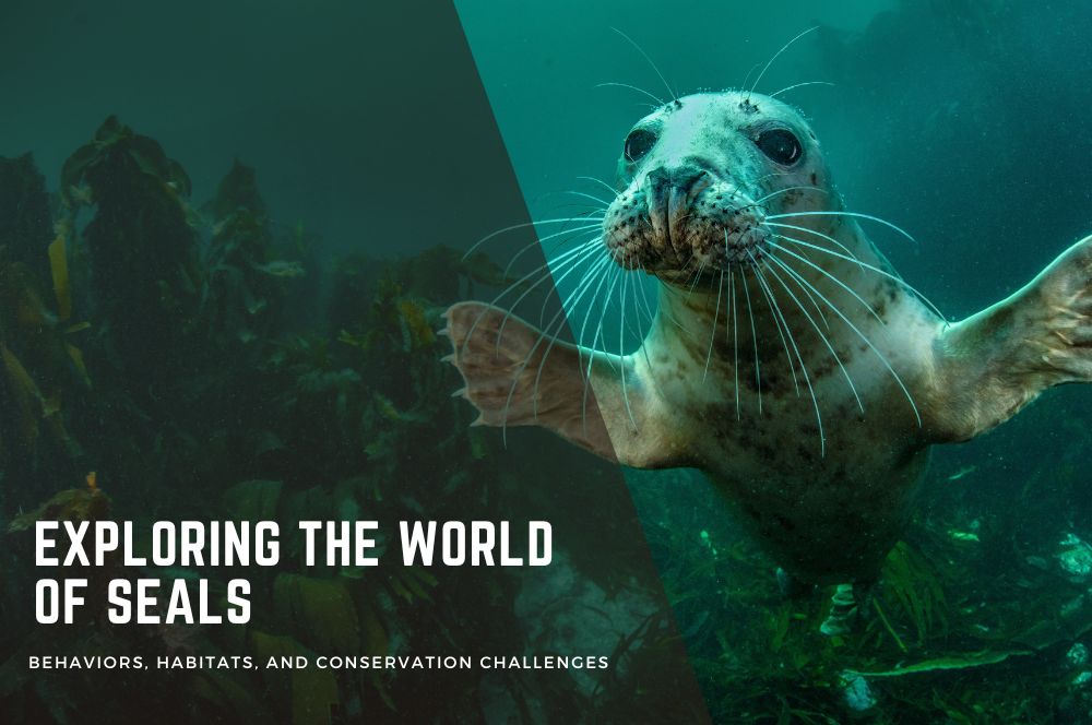Exploring The World Of Seals: Behaviors, Habitats, And Conservation 