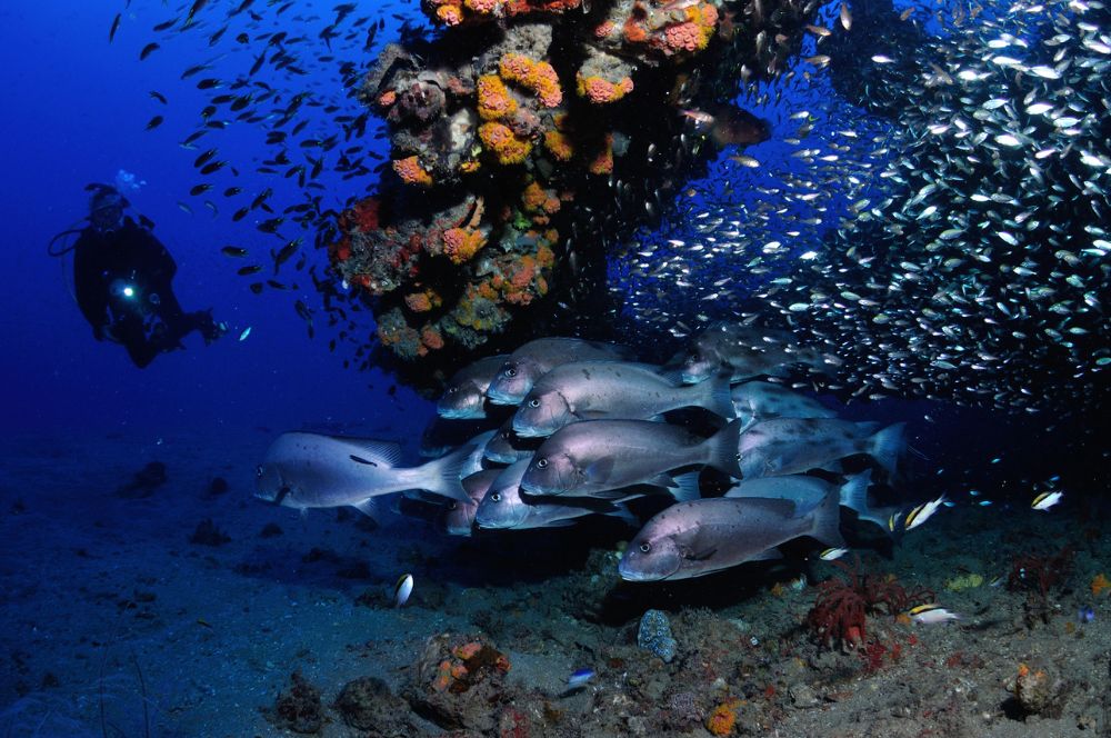 Colourful marine life thriving on an artificial reef created by a shipwreck