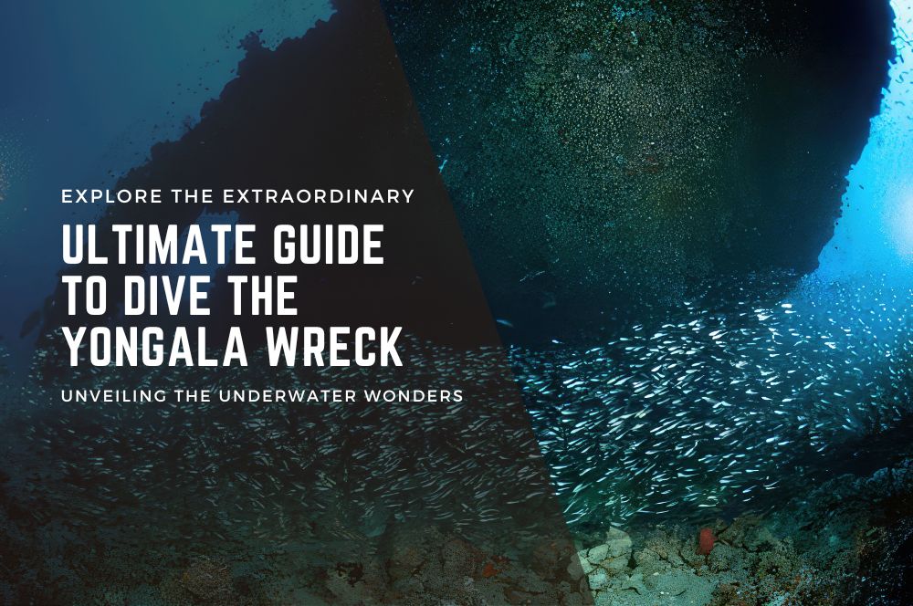 Explore The Aquatic Spectacle: Ultimate Guide To Dive Yongala Wreck