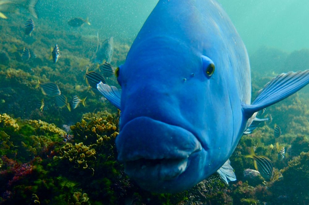 A picture of an Eastern Blue Groper, the iconic fish of New South Wales