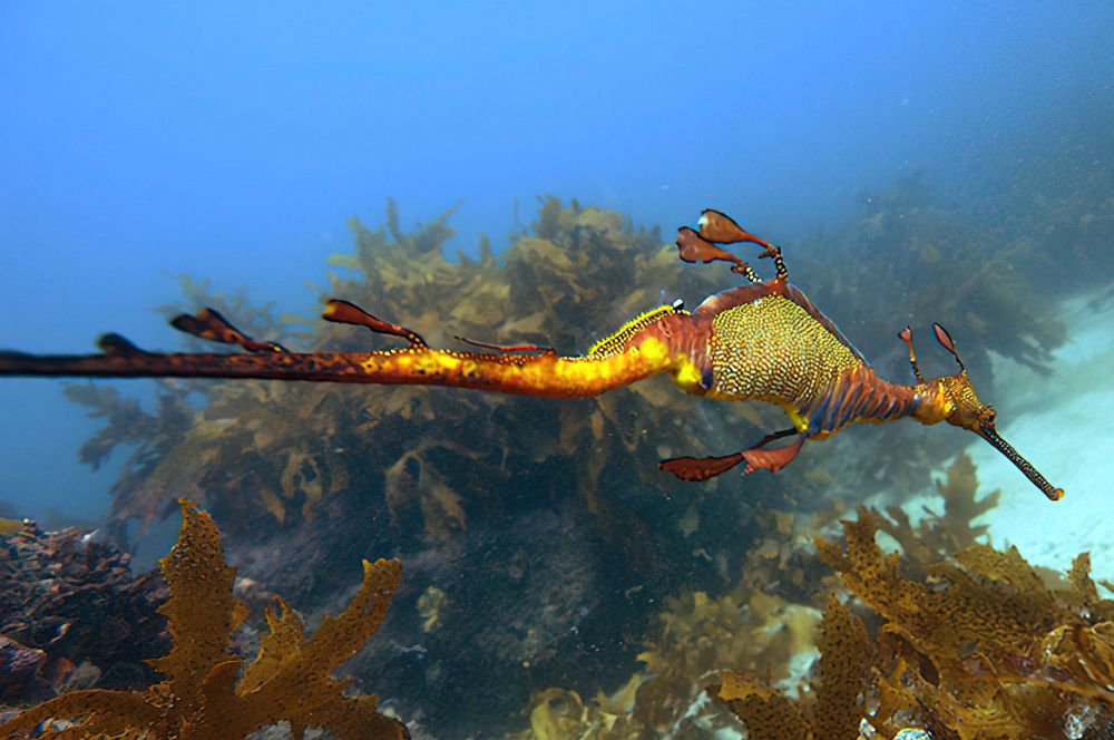 Weedy sea dragon seen on an open water dive