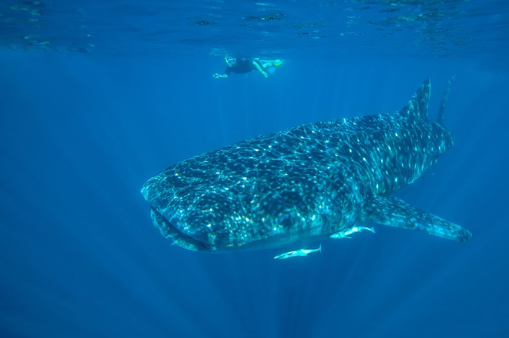 Whale sharks of Western Australia's Ningaloo Reef