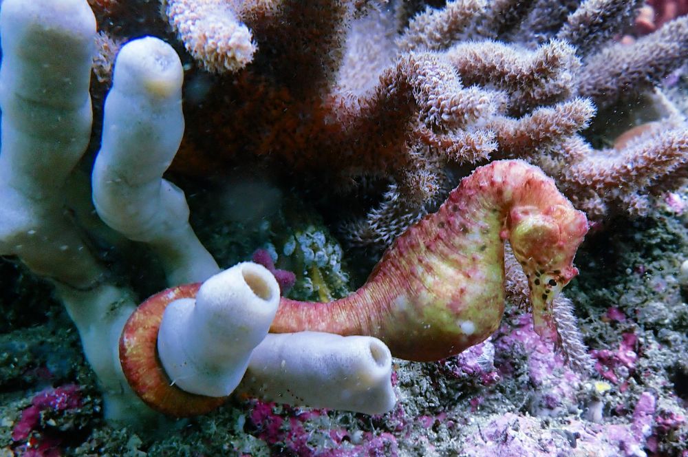 boasting sponge gardens and an incredible 600 species of sea life
