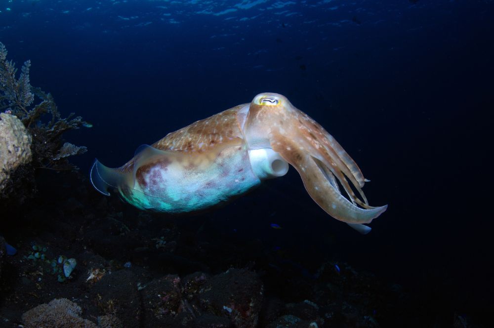 Broadclub Cuttlefish cuttlefish species in the Raja Ampat