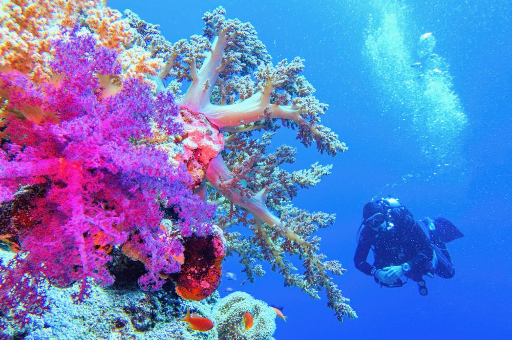 Dive Australia: A scuba diver exploring the vibrant marine life of the Great Barrier Reef