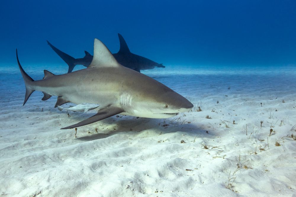 A picture of a bull shark swimming with other sharks