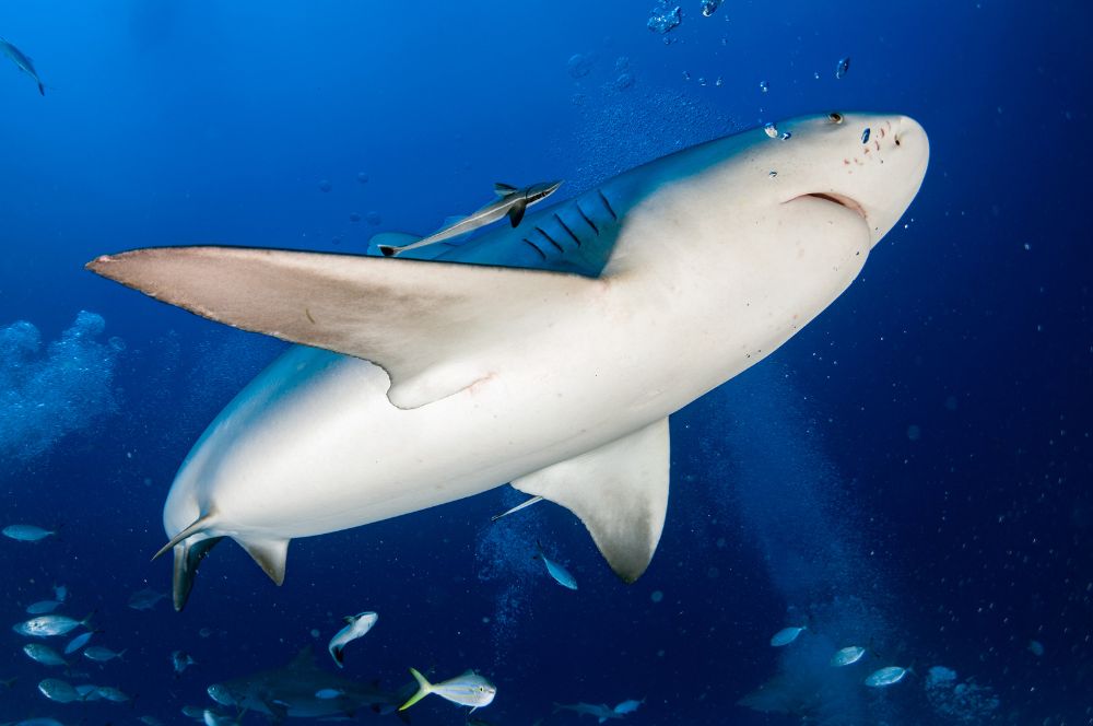 A picture of a bull shark swimming in the ocean