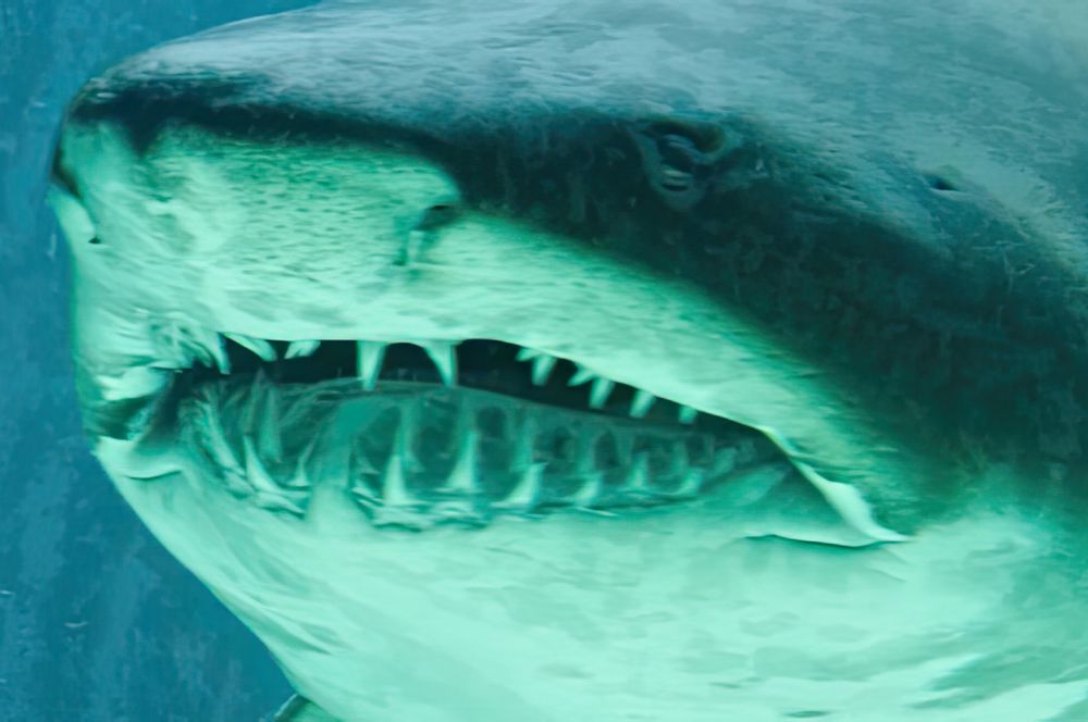 A bull shark close up