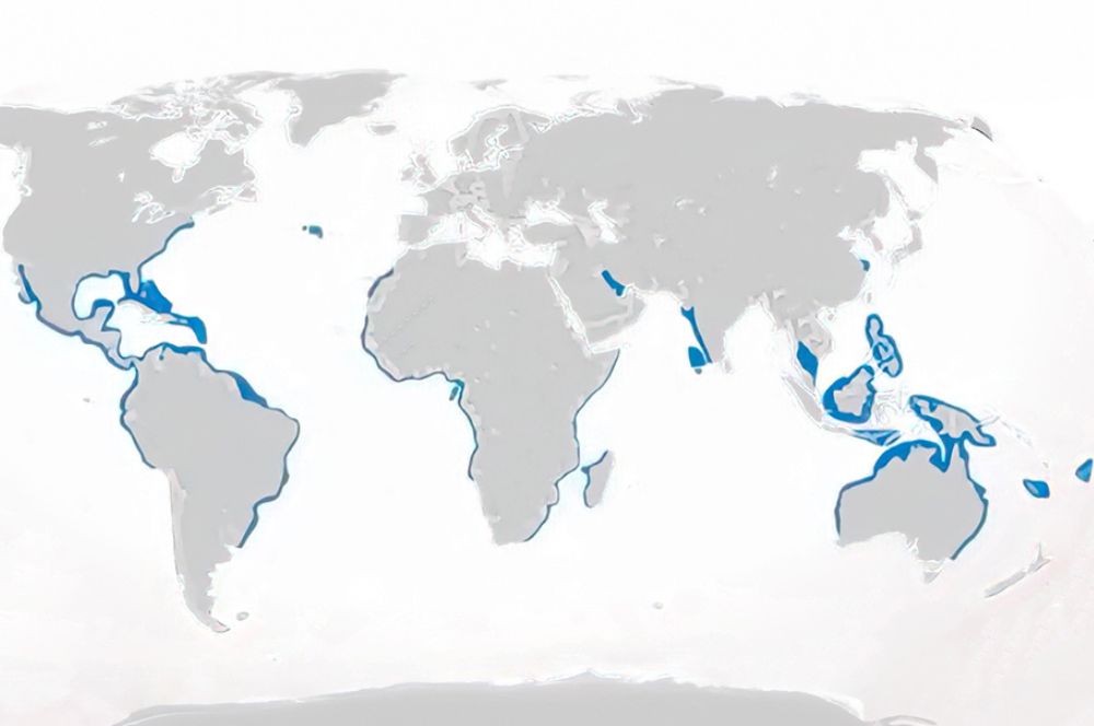 A map showing the distribution of bull sharks around the world